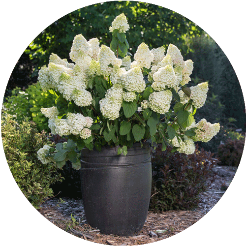 Little Hottie Hydrangea with several white blooms in a large black pot.